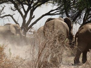 Safari – Pot – januar 2026