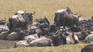 Ngorongoro conservation area
